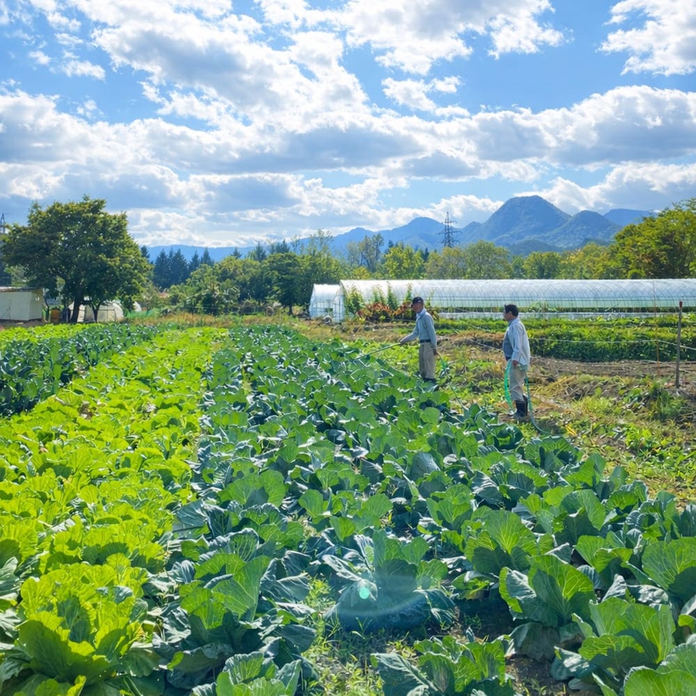 野菜に水を撒く様子