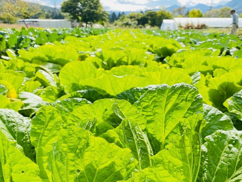 栽培された野菜