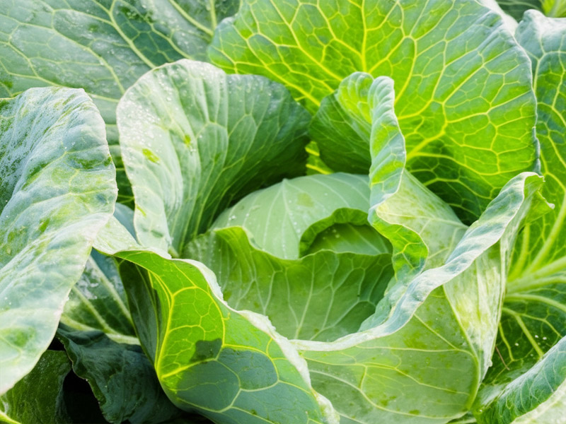 葉が上向きのラッパ状の野菜