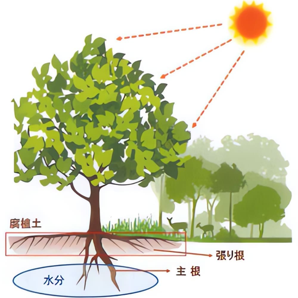 微生物群によってつくられている植物の様子