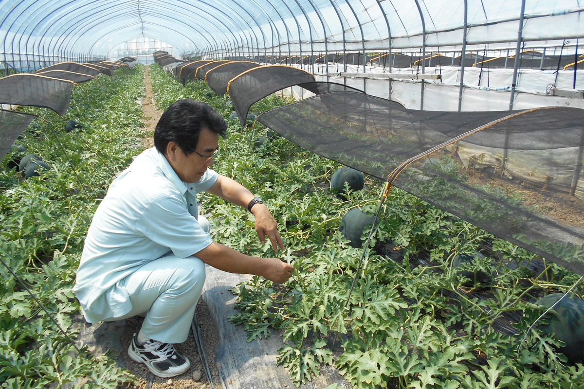 野菜を栽培する様子