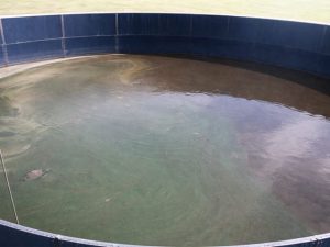 天恵力プラスを与えた飼育