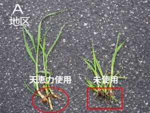 天恵力使用・未使用