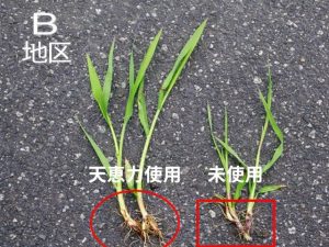 天恵力使用・未使用