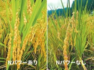 Nパワーありなし