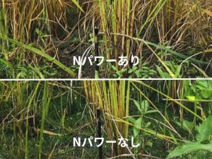 Nパワーありなし