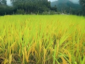 Nパワーありなし