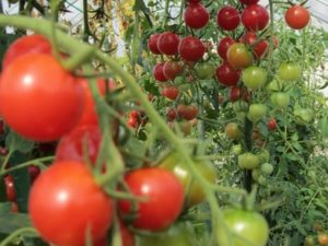 トマトの栽培