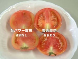 トマトの栽培