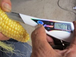 トウモロコシの糖度