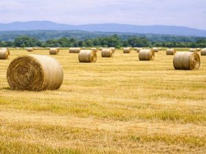 腸内微生物の活性化で
生フン尿が散布できる