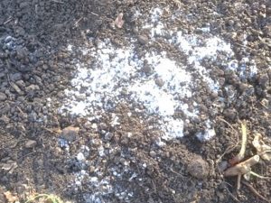 収穫後酵母菌がはびこる